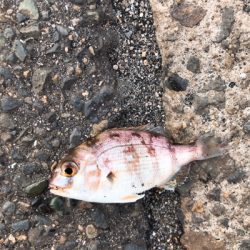 パワーイソメでもキス釣れる