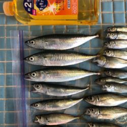 台風後のサビキ