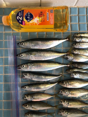 台風後のサビキ