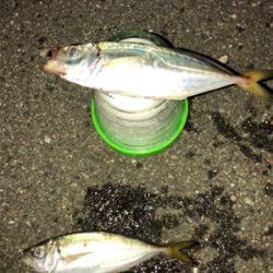 アジ今日もいたよ