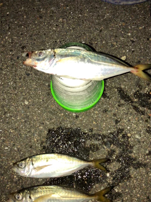 アジ今日もいたよ