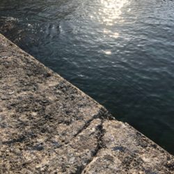 青物狙いでしたが…