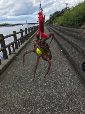 台風後期待して