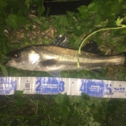 大野川水系ナイトゲーム