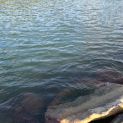 短時間シーバス釣行