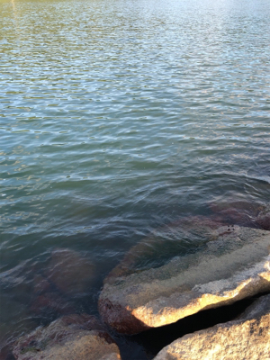 短時間シーバス釣行