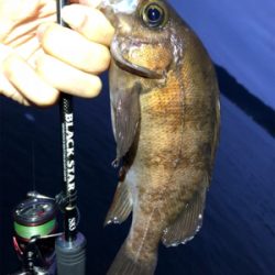 ネコリグとライトゲーム