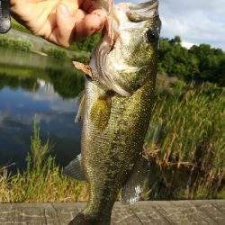 夕マズメラッシュ