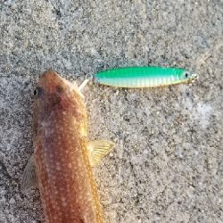 ダイソージグでサバ