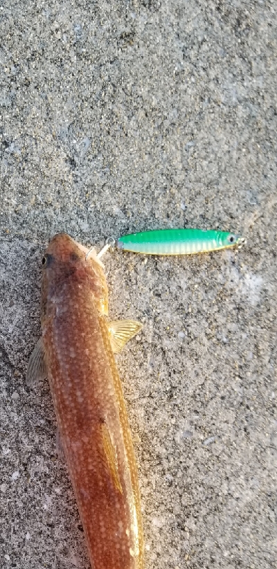 ダイソージグでサバ