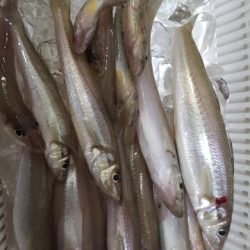 日本鋼管キス釣り