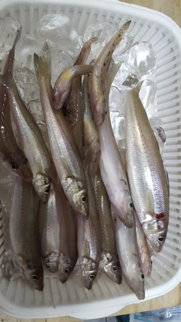 日本鋼管キス釣り