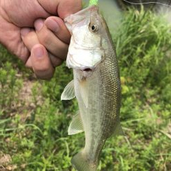 吉野川の子バス釣り