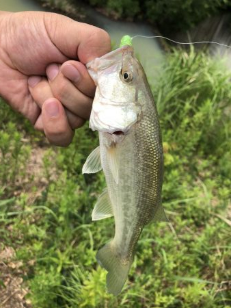 吉野川の子バス釣り