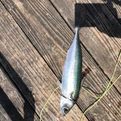 きらがわ漁場にて