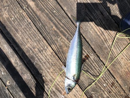 きらがわ漁場にて