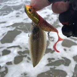 先週に続き今週も