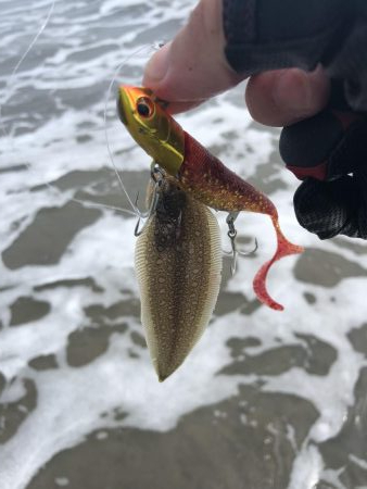 先週に続き今週も