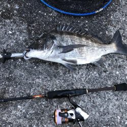 安定の夕マヅメ勝負