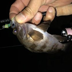 初アジング！？