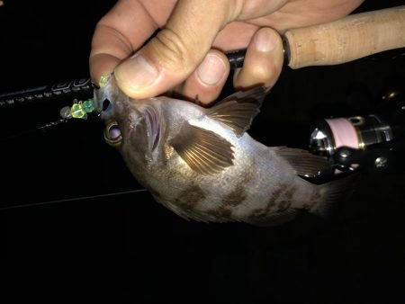 初アジング！？