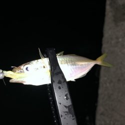 今夜もアジング!