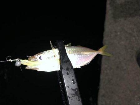 今夜もアジング!