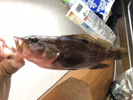 穴からキジハタ