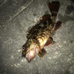 今夜はどうした？