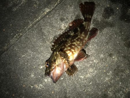 今夜はどうした？