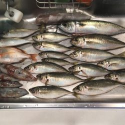 イカは難しいなぁ