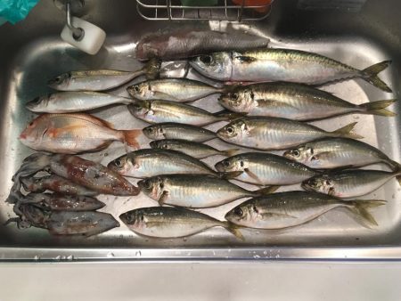 イカは難しいなぁ