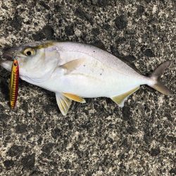 〜エンドレス青物回遊中〜