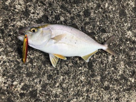 〜エンドレス青物回遊中〜