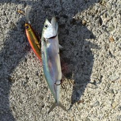 サワラのベイビーpart2