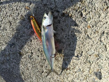 サワラのベイビーpart2