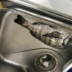 良型チヌ久々フカセで