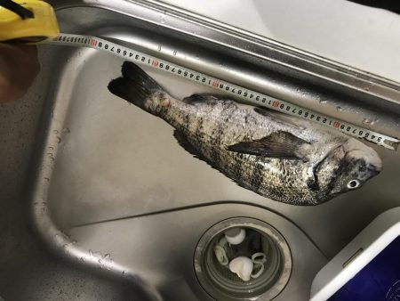 良型チヌ久々フカセで