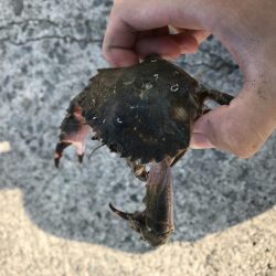 涼しい時間にタコ釣り