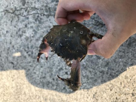 涼しい時間にタコ釣り