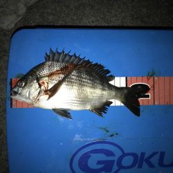 豊洲周辺 ヘチ釣り フッコ、カイズ