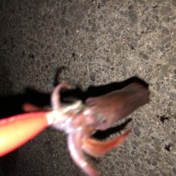 タカキ式エギング釣法！？