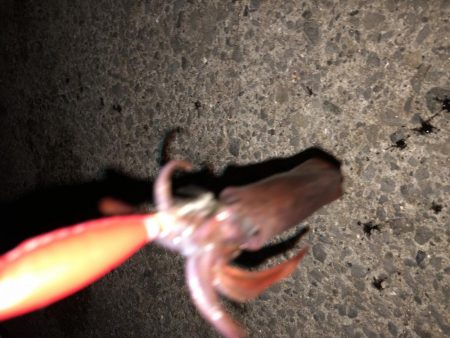 タカキ式エギング釣法！？