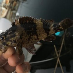 アジングでガシラ