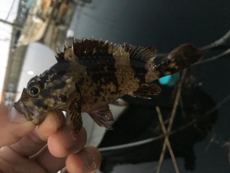 アジングでガシラ