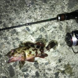 ライト五目釣り