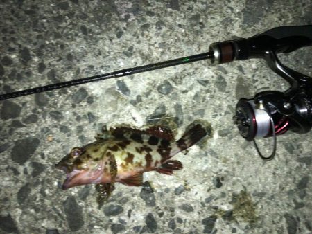 ライト五目釣り