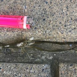 手長エビ ハゼ