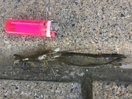 手長エビ ハゼ