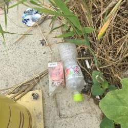 朝一番 マダコGET！